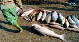 Tote Fische nach der Cyanidverseuchung an der Oberfläche der Theiß, 2000