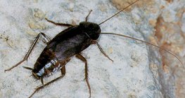 Gemeine Küchenschabe