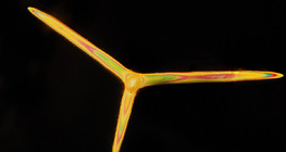 Schwamm, Skleriten (Leuconia solida)