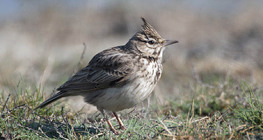 Alouette Crested