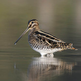 Watersnip