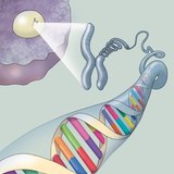 Structuur van DNA