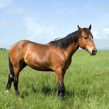 Paard