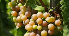 Grappes de raisin