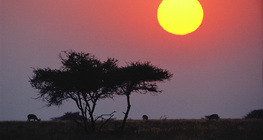 Die Savanne bei Sonnenuntergang