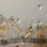 L'eau d'un aquarium avec des vorticelles, des stentors et des algues.