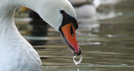 Cygne tuberculé