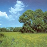 marais