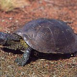 Europese moerasschildpad
