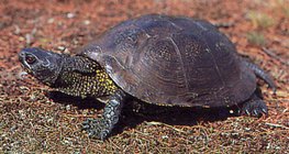 Tortue de l'ouest
