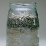 Observeren van regenwormen