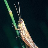 Sprinkhaan