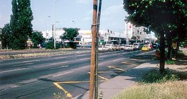 Neben einer Straße gepflanzter Baum