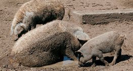 Mangalica-Schwein