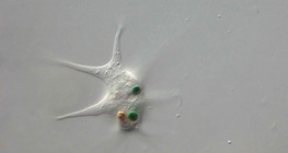 Amoeba proteus dévorant une bactérie