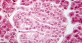 Pancréas(image à contraste de phase) - Les cellules de l'îlot de Langerhans sont plus sombres