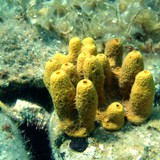 Eponge avec squelettes de carbonate de calcium