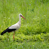 Stork