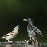 Appelvink en spreeuw