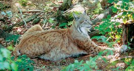Luchs