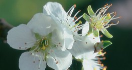 Pflaumenblüte