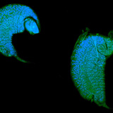 Larven van ichneumonoidea ontwikkelen als een parasiet in drosophila poppen