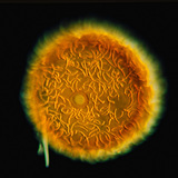 Spons gemmula (Zoetwaterspons)