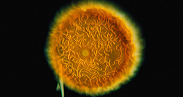 Schwamm, Gemmula Flußschwamm, Spongilla lacustris)