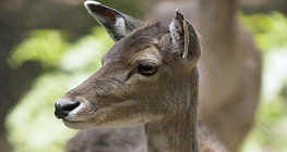 Cerf rouge