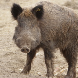 Wild zwijn