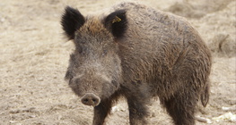 Sanglier