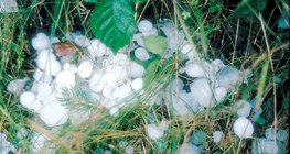 Nach einem Hagelsturm