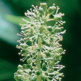 Bloemen van een druif