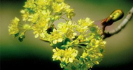 Blüten und Früchte des Spitzahorns