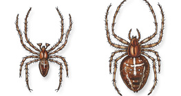 Araignée Epeire diadème (mâle et femelle)