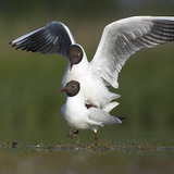 Black-headed gulls mating