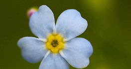 Myosotis