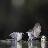 Koolmezen en een zwartkop