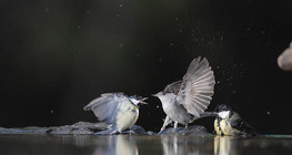 Kohlmeisen und Mönchsgrasmücke