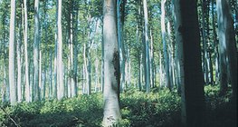 Forêt de feuillus