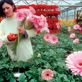 Serre verhit met een warmwaterbron