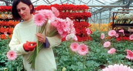 Mit Thermalwasser beheiztes Gewächshaus