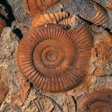 Fossils