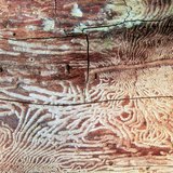 Arbre rongé par des scarabées