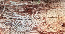 Von gemeinen Nagekäfern befallenes Holz