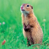 Ground squirrel