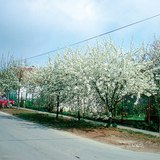 Kersenbomen