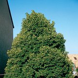 Blühender Spitzahorn