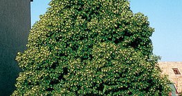 Blühender Spitzahorn