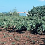 Wijngaard op terra rossa bodem